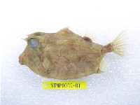 藏品(福氏角箱魨)的圖片